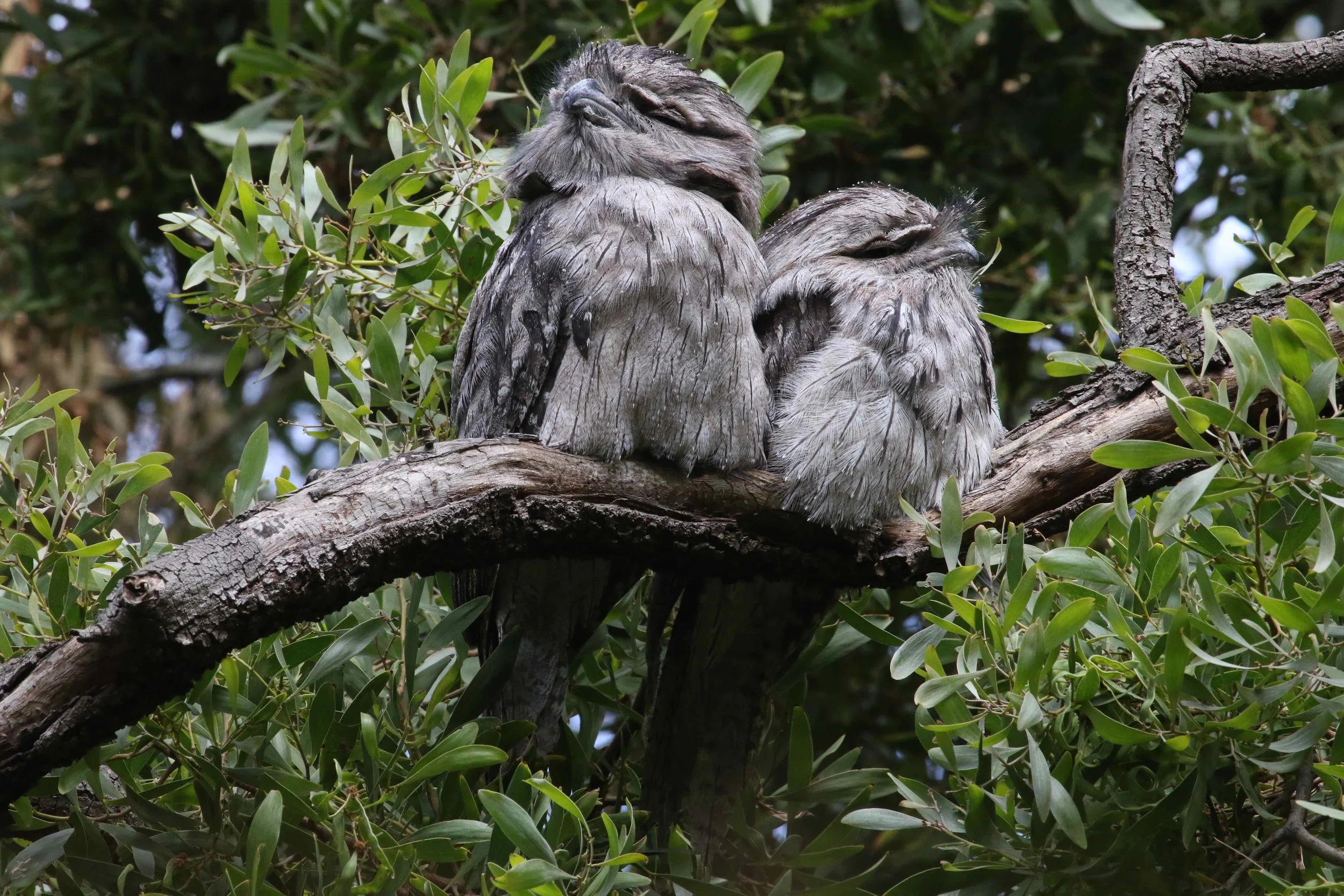 🐦 Monthly Bird Survey with Frank Gallagher