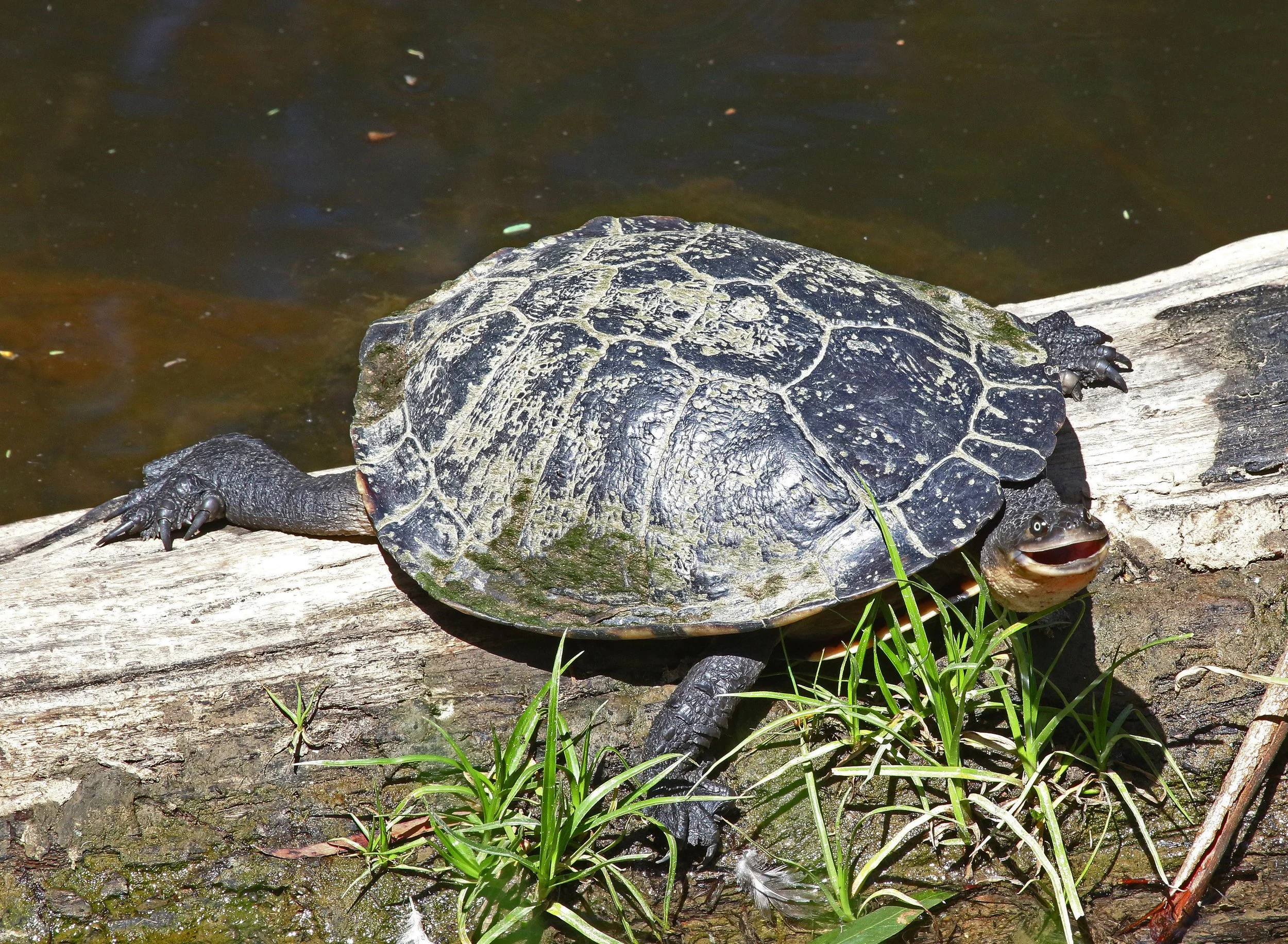 💧 Waterwatch – Creek Health Monitoring