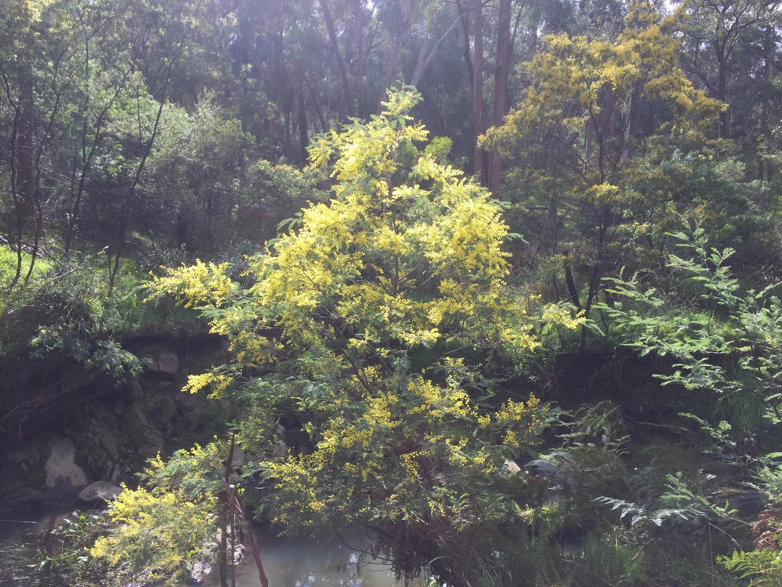 🌼 Celebrate Wattle Day – Identify the Wattles of Yarran Dheran