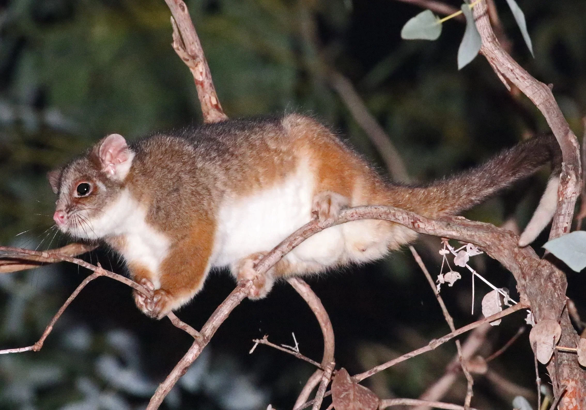 🌙 Nocturnal Wildlife Prowl with Ian Moodie