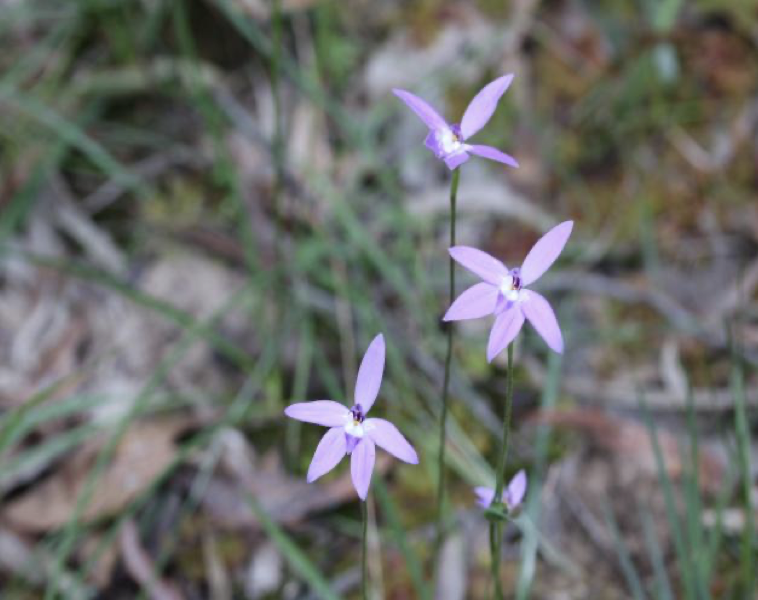 🌿 Wildflowers and Orchids in Yarran Dheran 🌸