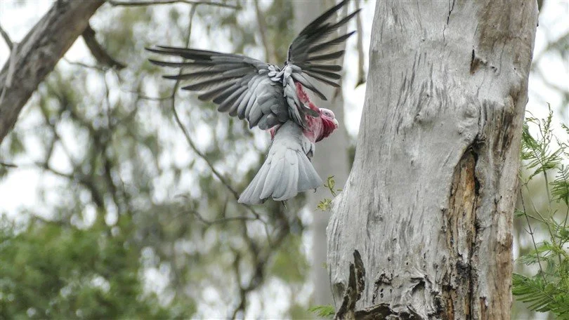 Monthly Bird Survey with local birdwatcher Frank Gallagher