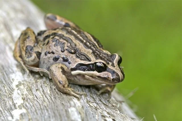 A striped marsh frog resting on a weathered log beside the ponds