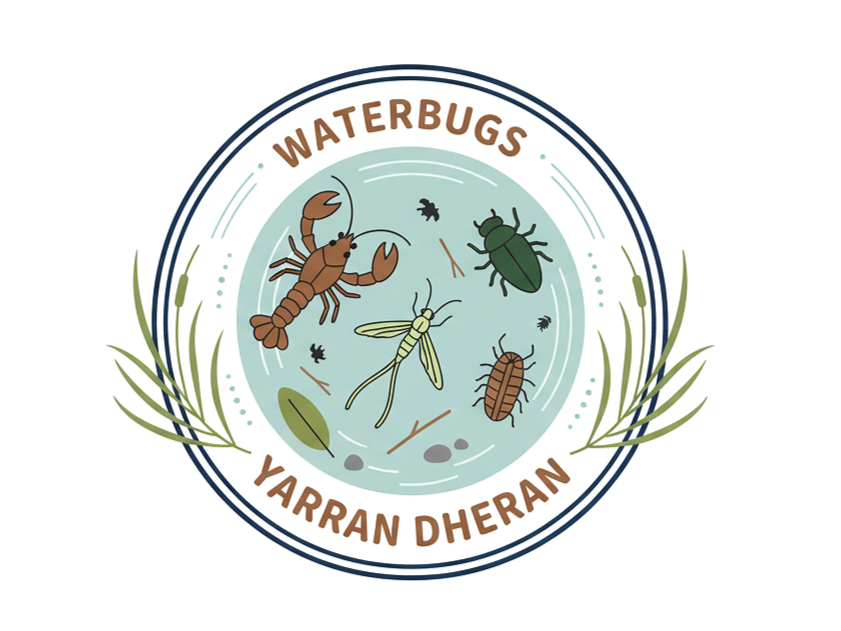 🪳Waterbugs of Yarran Dheran