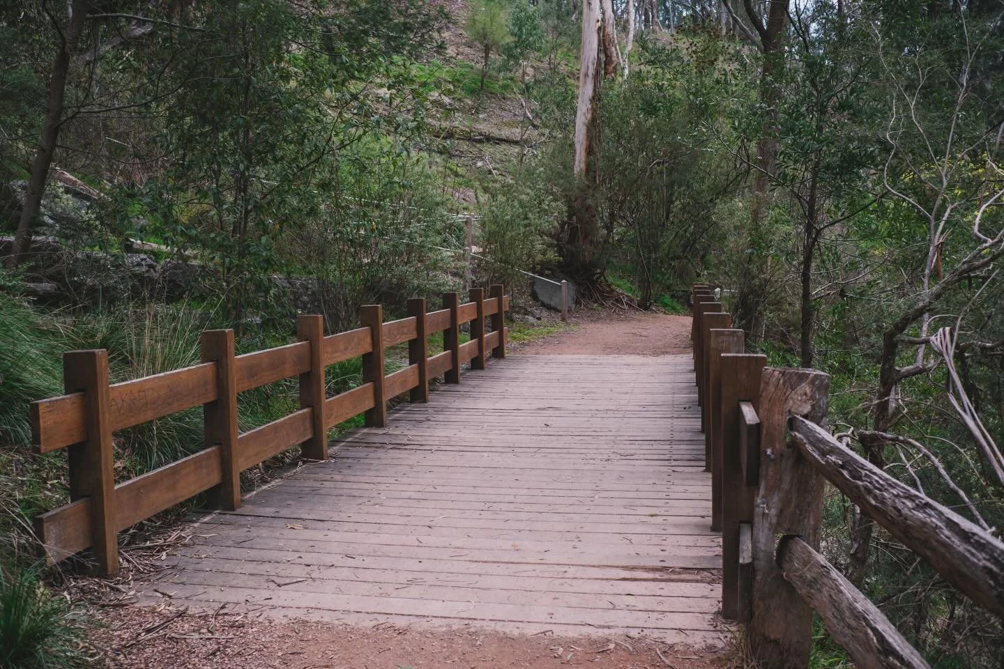 #YarranDheran #YarranDheranNatureReserve
#MullumMullumCreek
#MullumMullumTrail
#WalkLightlyEmbraceNature
