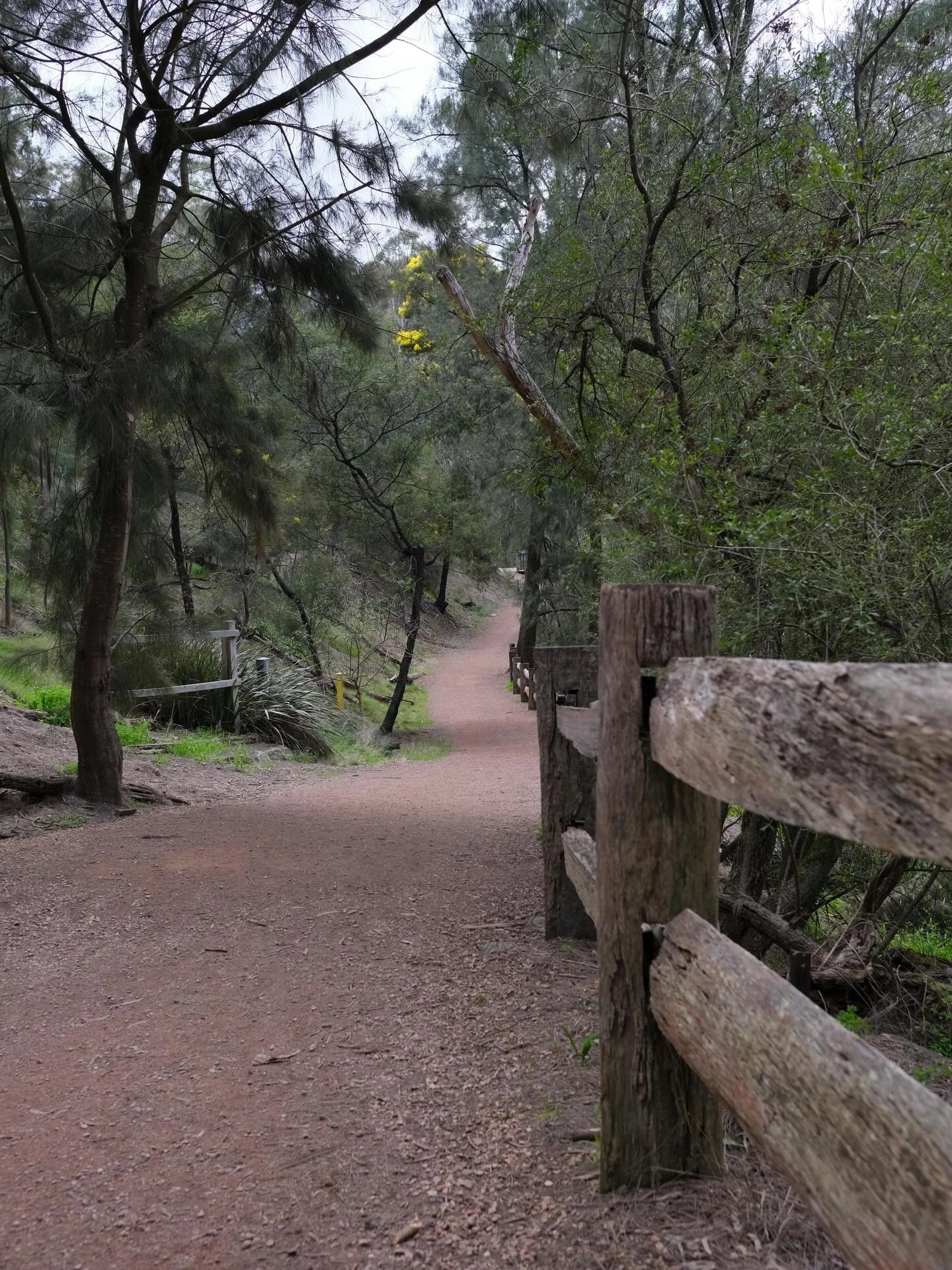 #YarranDheran #YarranDheranNatureReserve
#MullumMullumCreek
#MullumMullumTrail
#WalkLightlyEmbraceNature