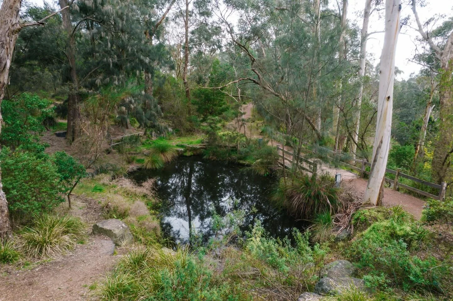 #YarranDheran #YarranDheranNatureReserve
#MullumMullumCreek
#MullumMullumTrail
#WalkLightlyEmbraceNature