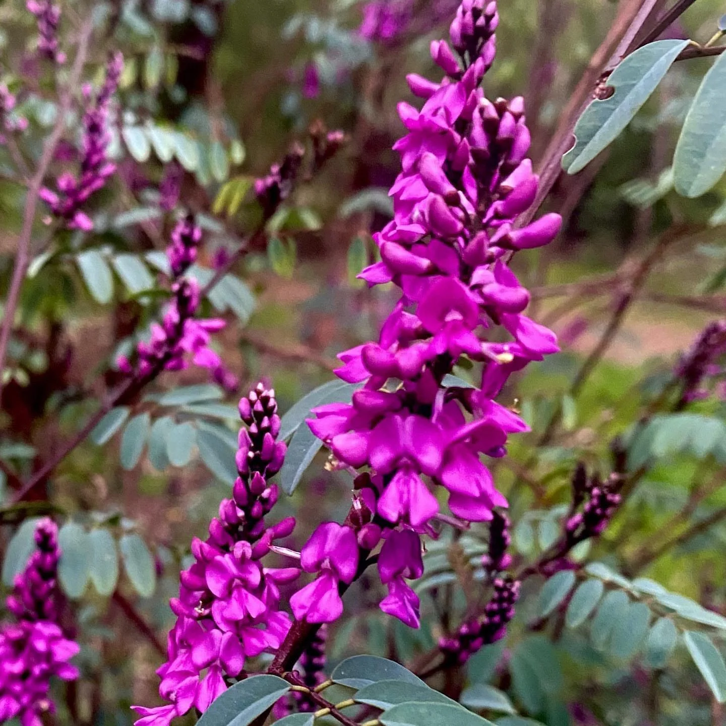 Spotted in Yarran Dheran 🌸 🌱 📸 thanks for letting us share this great pic @mrjack_and_pompom 

#YarranDheran #Mitcham #WhitehorseCouncil #MullumMullumCreek #naturereserve