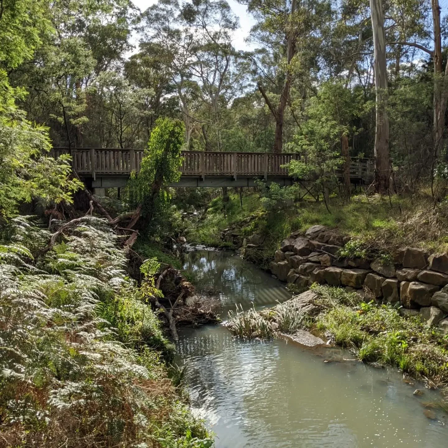 Spotted in Yarran Dheran 🦦🌱 📸 @olegnocek thanks for letting us share this amazing pic 🙌
#YarranDheran #WhitehorseCouncil #NatureReserve #UrbanBushland #NatureLovers