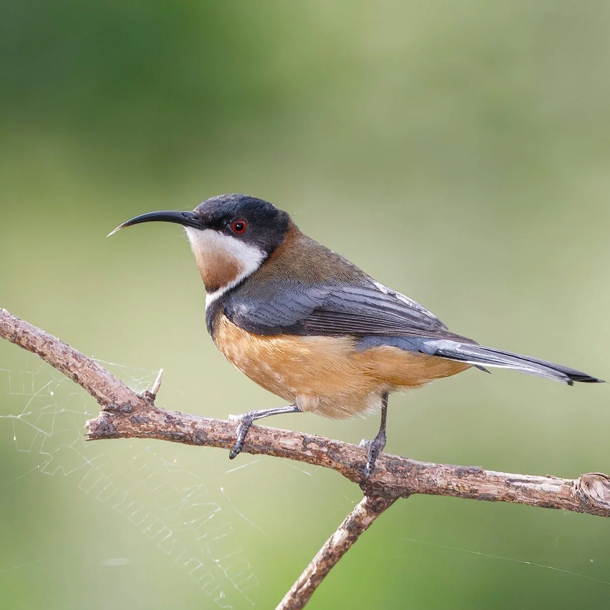 Spotted in Yarran Dheran 🐦🌱 

📸 @steves_birds - thanks for letting us share this stunning pic of an Eastern Spinebill!

#YarranDheran #WhitehorseCouncil #NatureReserve #UrbanBushland #NatureLovers