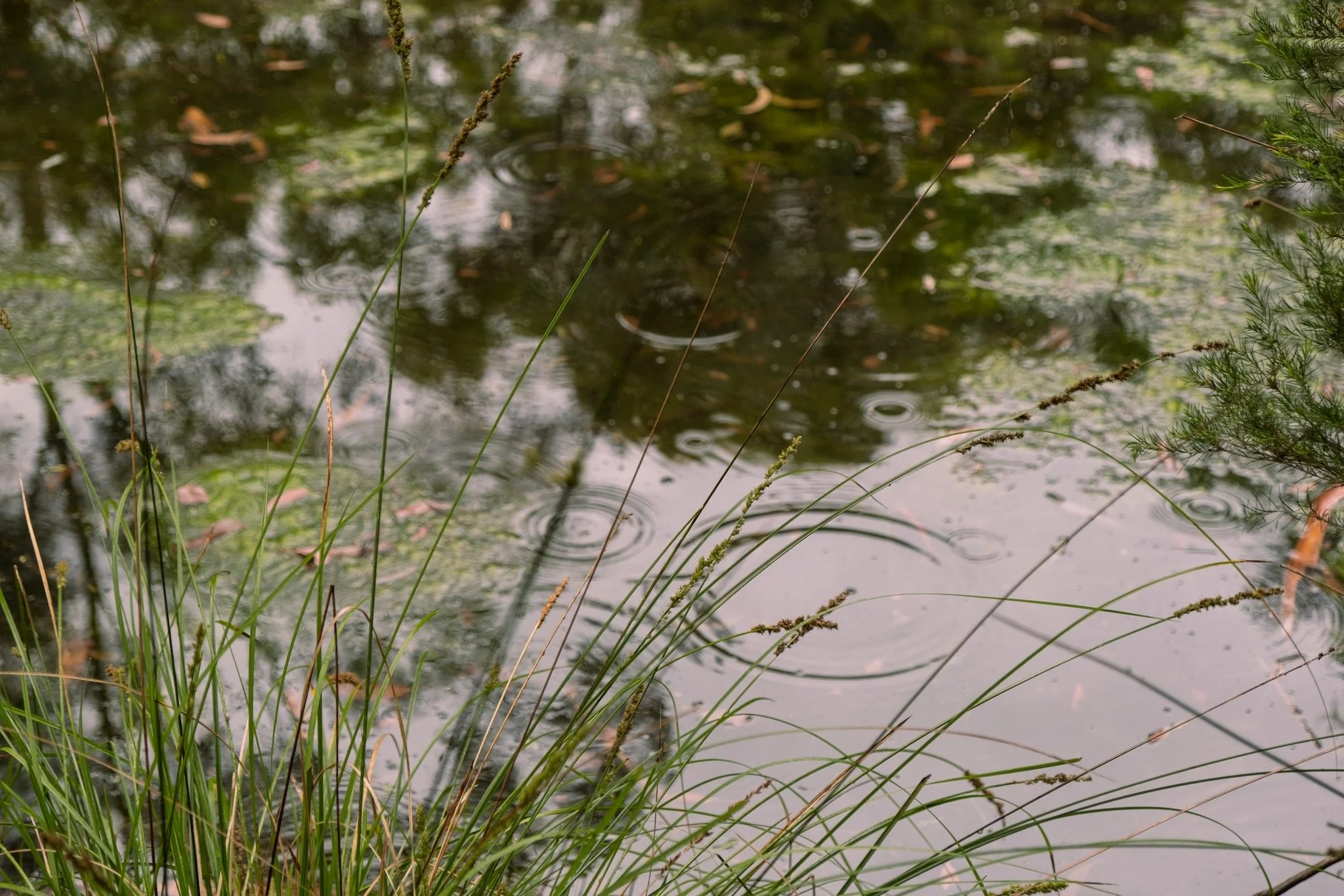 Yarran Dheran Wetlands - A Changing Landscape