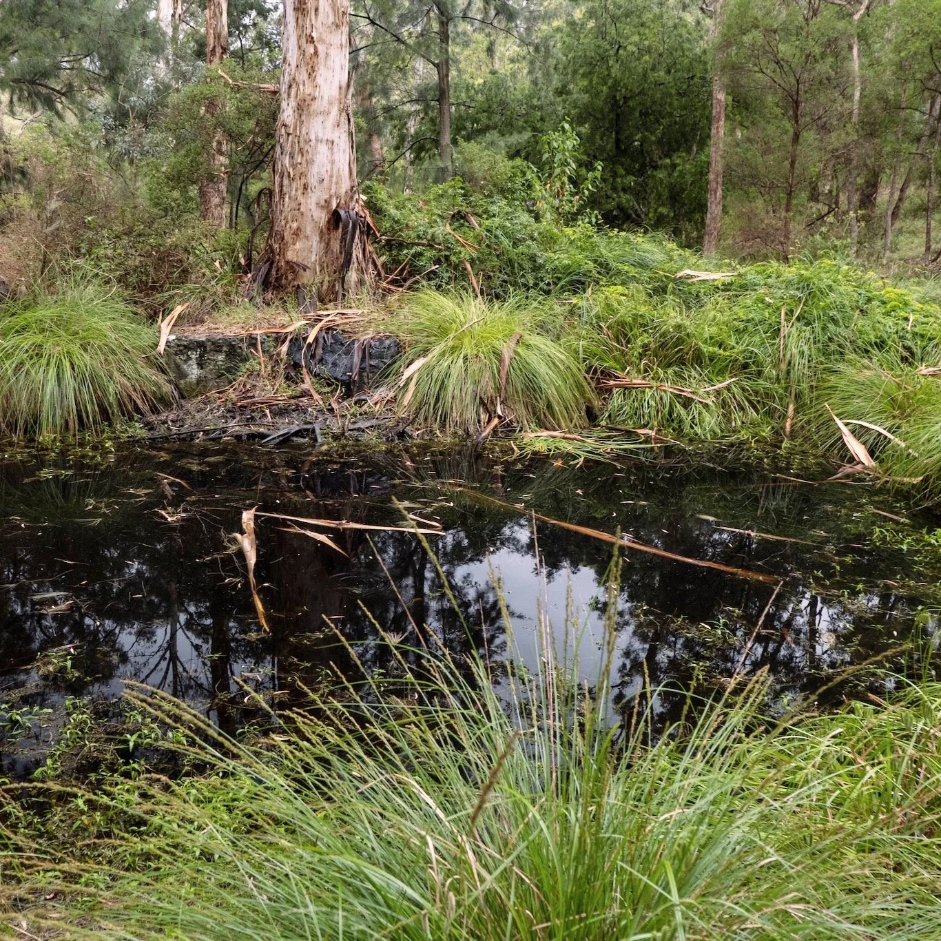 Same location, one year apart. Blackwater Ponds at Yarran Dheran 🌿 

Much drier after this summer, but part of the natural cycle for our rain-fed ephemeral wetlands. Wildlife thrives in every stage. 🐸💧 

#YarranDheran #EphemeralWetlands #Melbourne