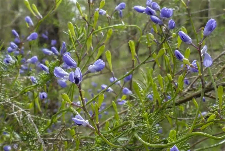 🌼 Spring Wildflower Walk with Ian Moodie