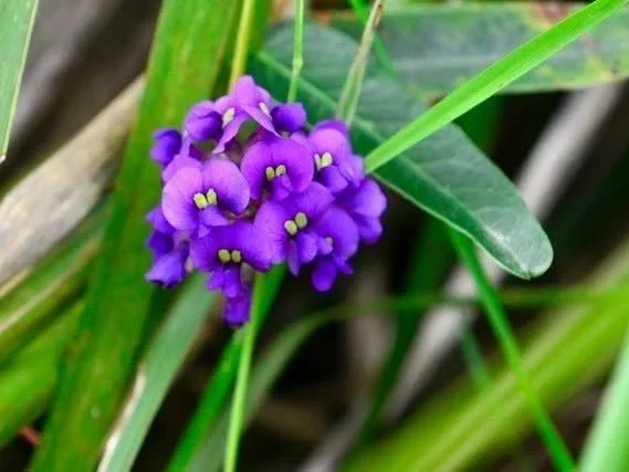 Wildflowers Blitz with Tony Slater