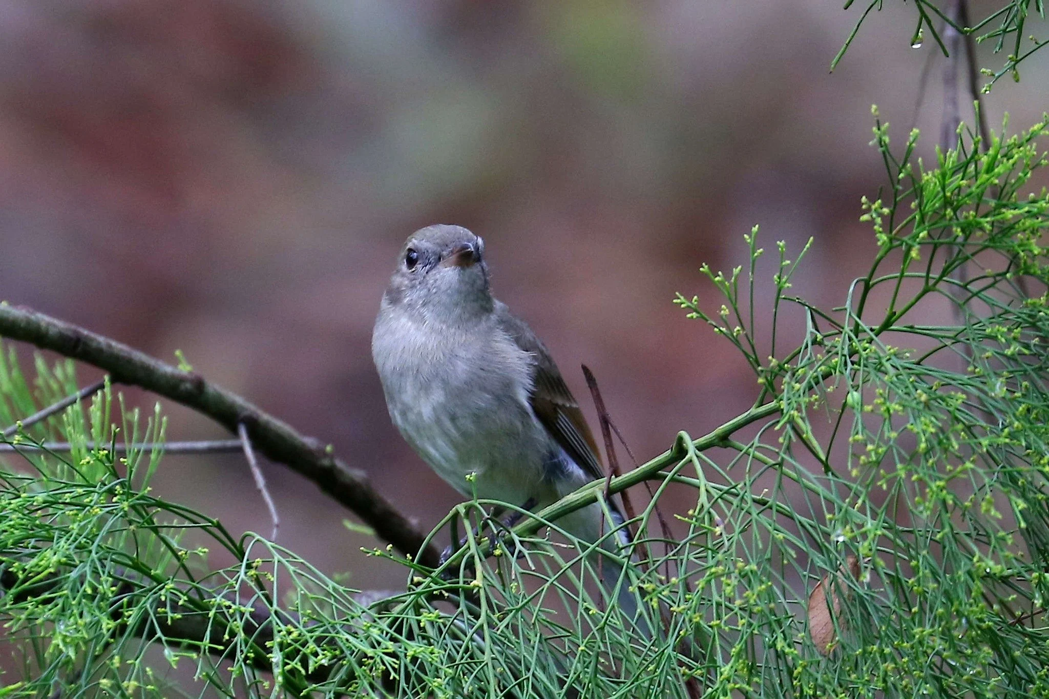 Grey Shrike Thrush - March 2026