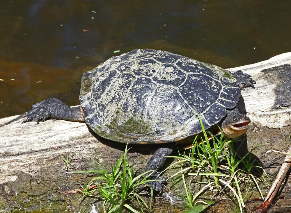 Eastern Long-necked Turtle in Mullum Mullum Creek at Yarran Dheran