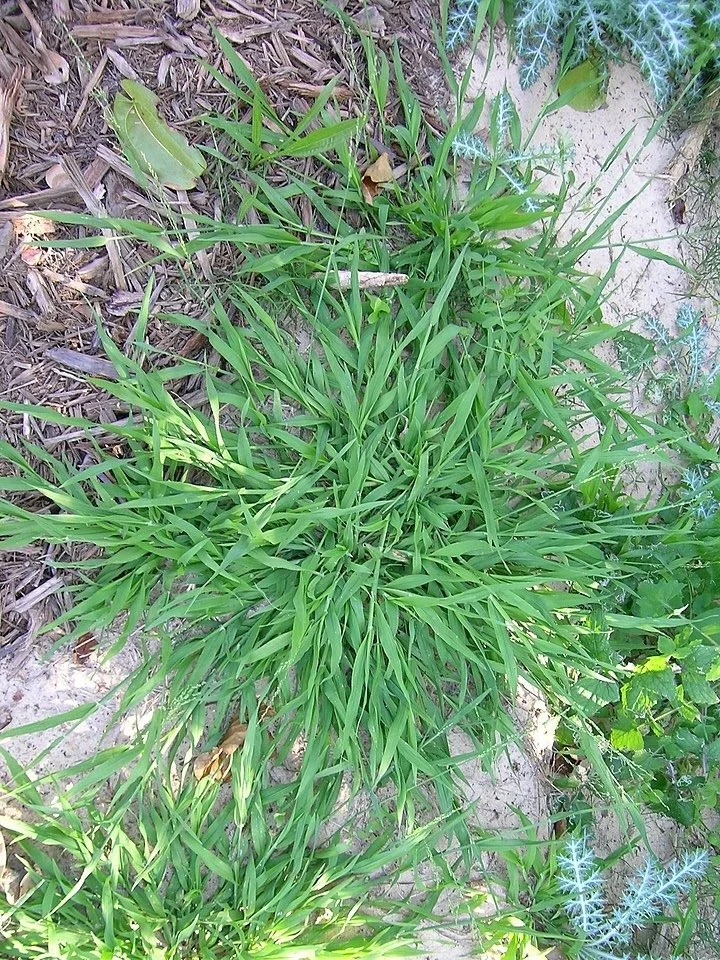 Panic Veldt Grass – Ehrharta erecta
Spreads by seed. 