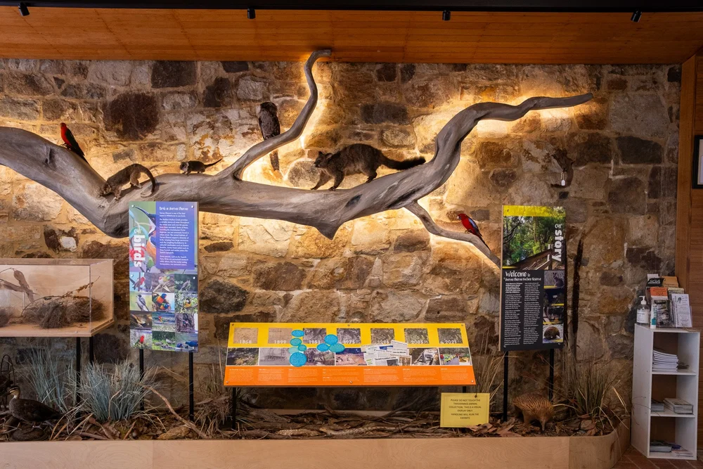 A habitat display with mounted native animals along a branch, set against the stone wall of the information centre.
