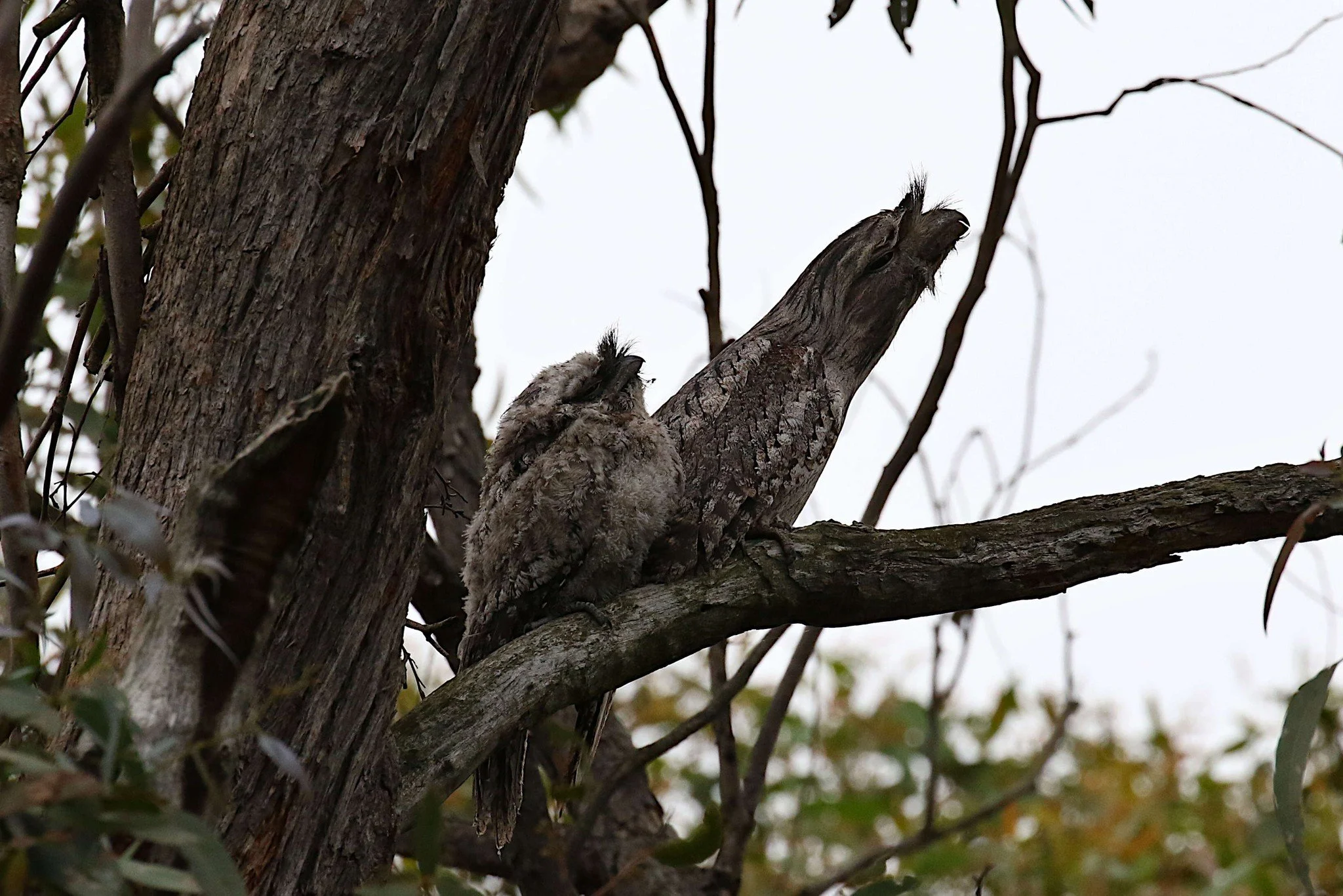A pair of Tawny Frogmouths - Dec 2025