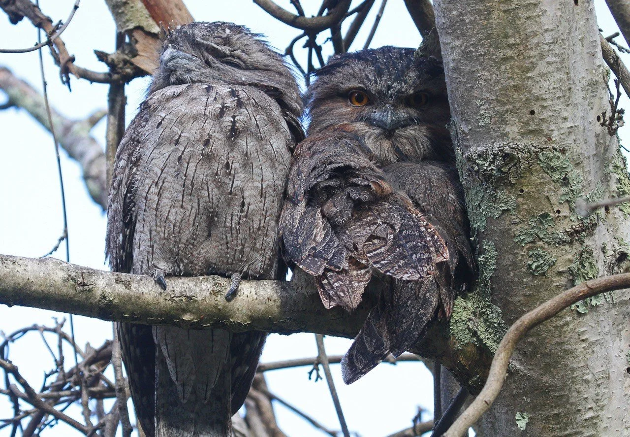 Two Tawny Frogmouths roosting at Yarran Dheran Nature Reserve