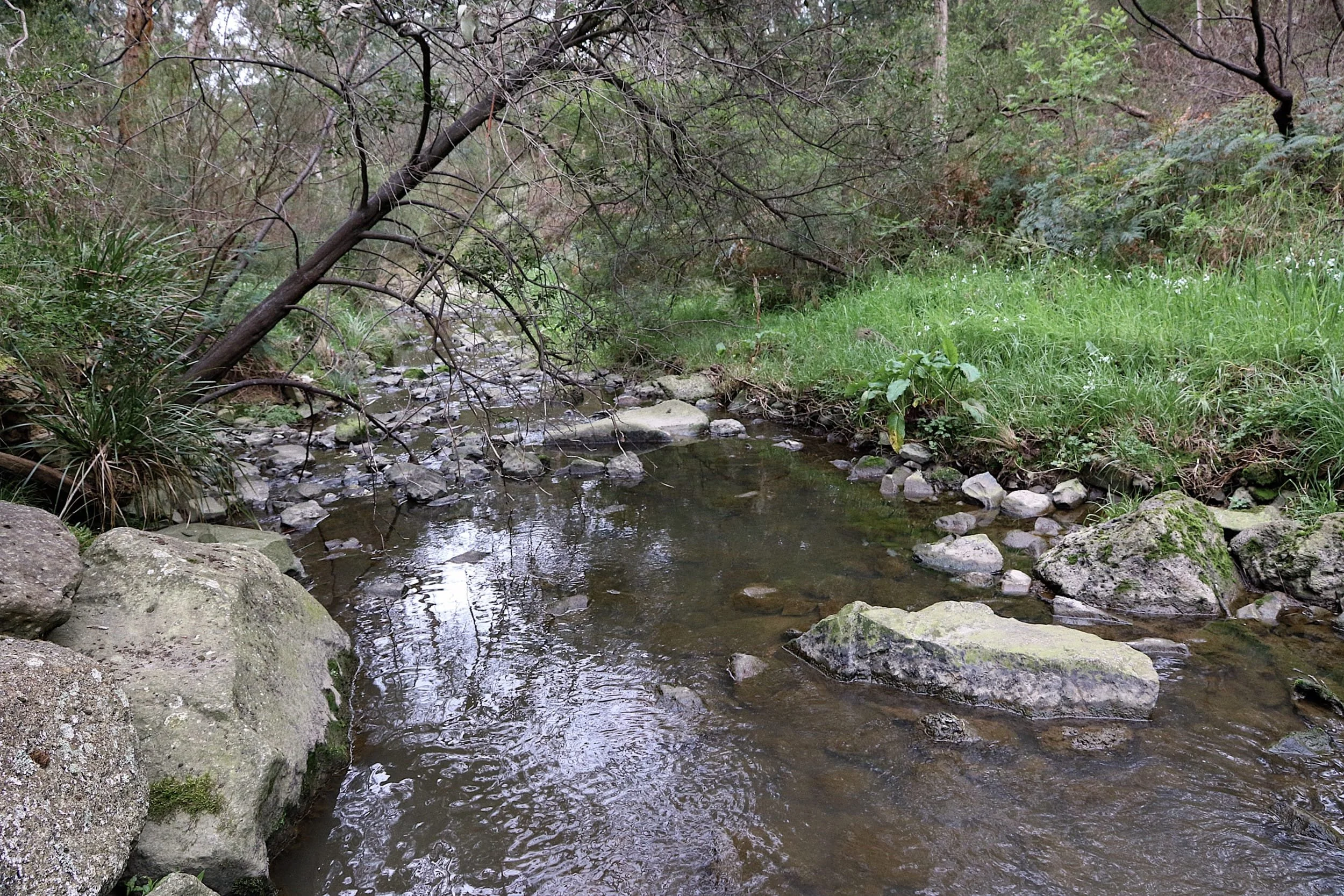 The 'rocky bottom' of the Mullum Mullum Creek can be observed at many locations