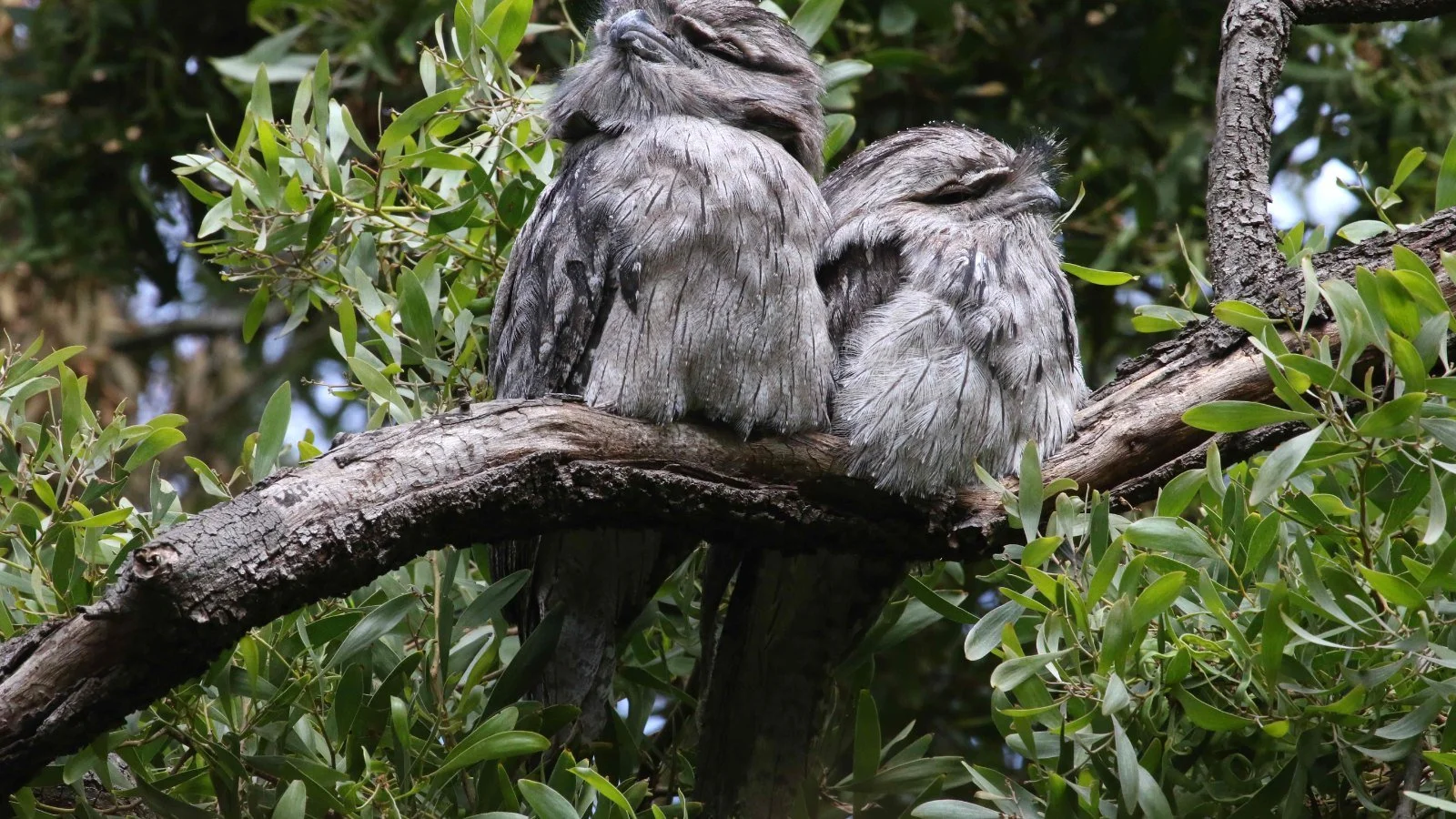 🦜 Monthly Bird Survey with Frank Gallagher