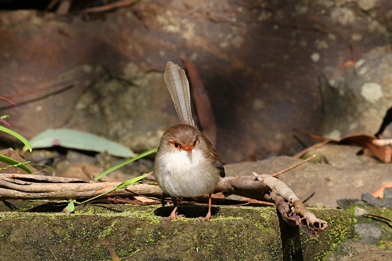 Female Superb Fairy-wren perched on a mossy log in the reserve
