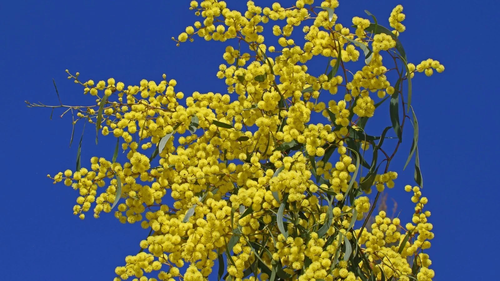 🌼 Spring Wildflower Walk with Ian Moodie