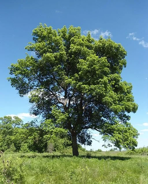 Desert Ash – Fraxinus angustifolia

Spreads by wind- and water-dispersed seeds and root suckers forming dense stands. 