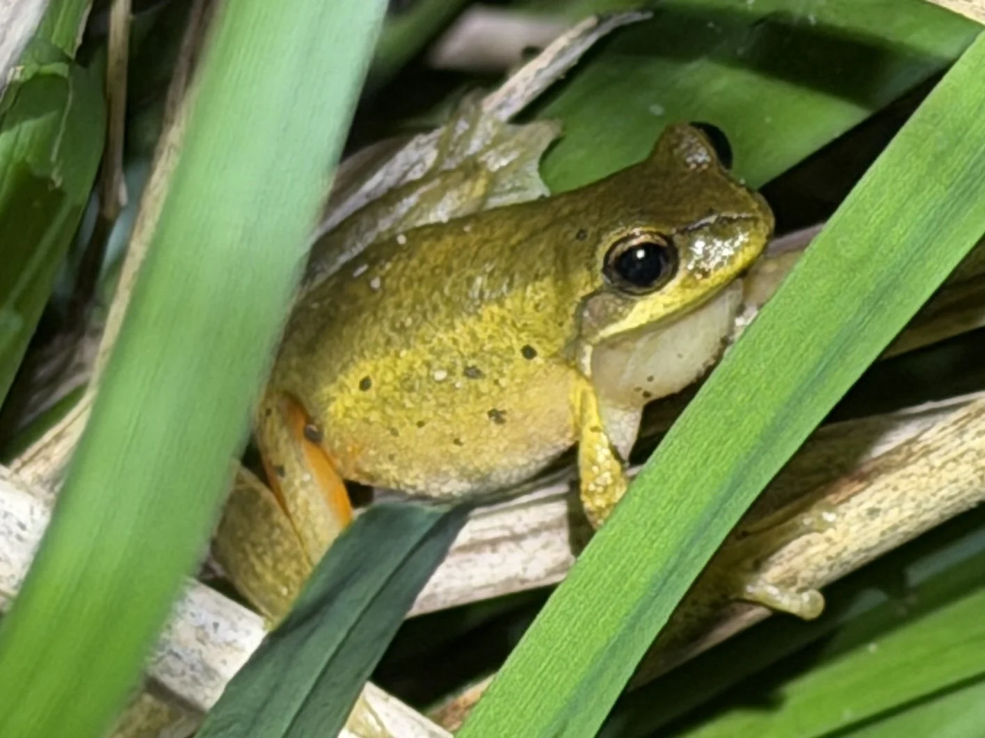 Southern Brown Tree Frog - Photo by Trish - July 2026
