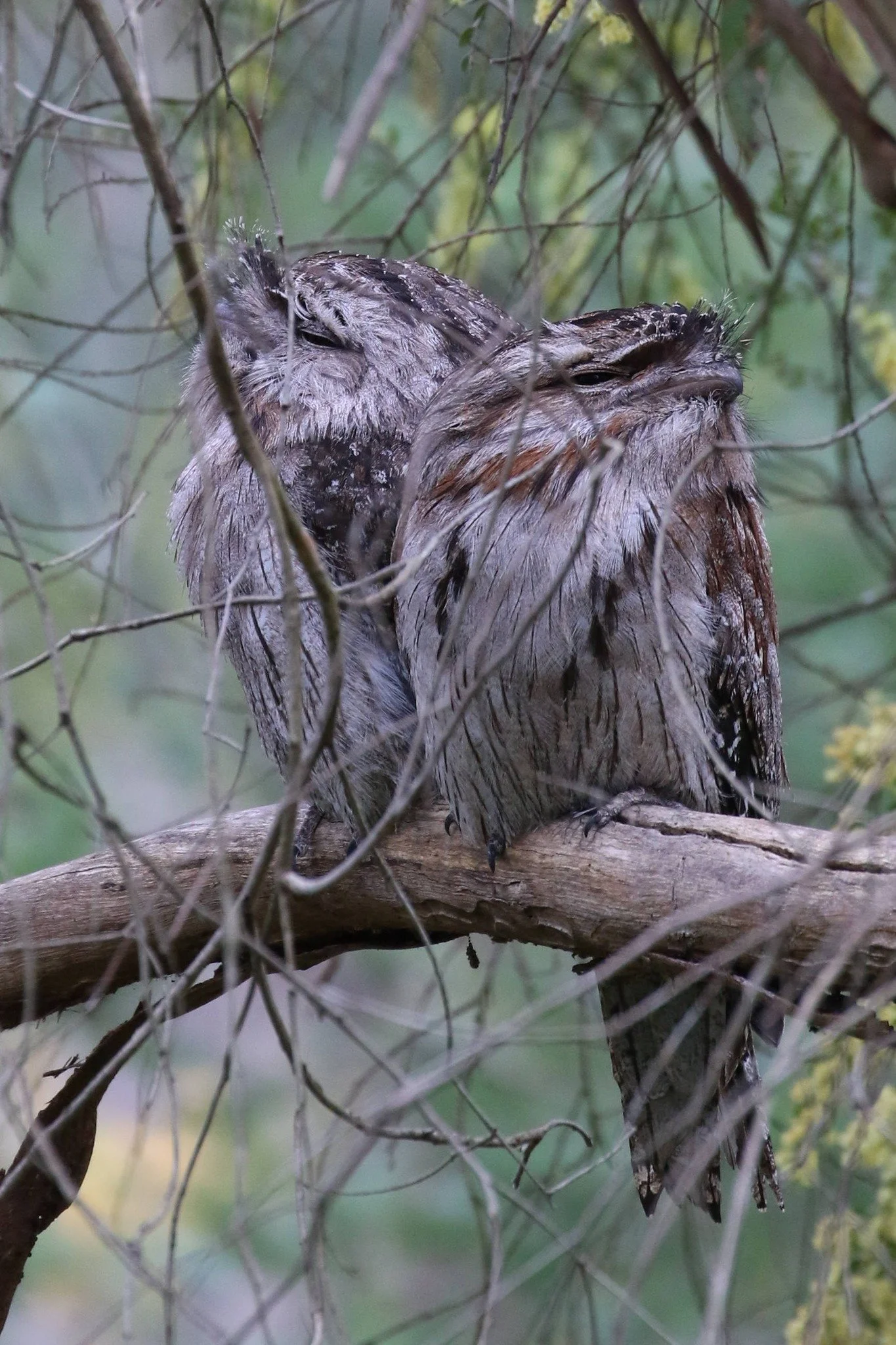 Tawny Frogmouth, photo by: John H