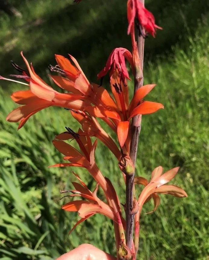 Bulbil Watsonia – Watsonia meriana var. bulbilifera

Spreads by underground swollen stems and bulbils dropped from flower spikes.
