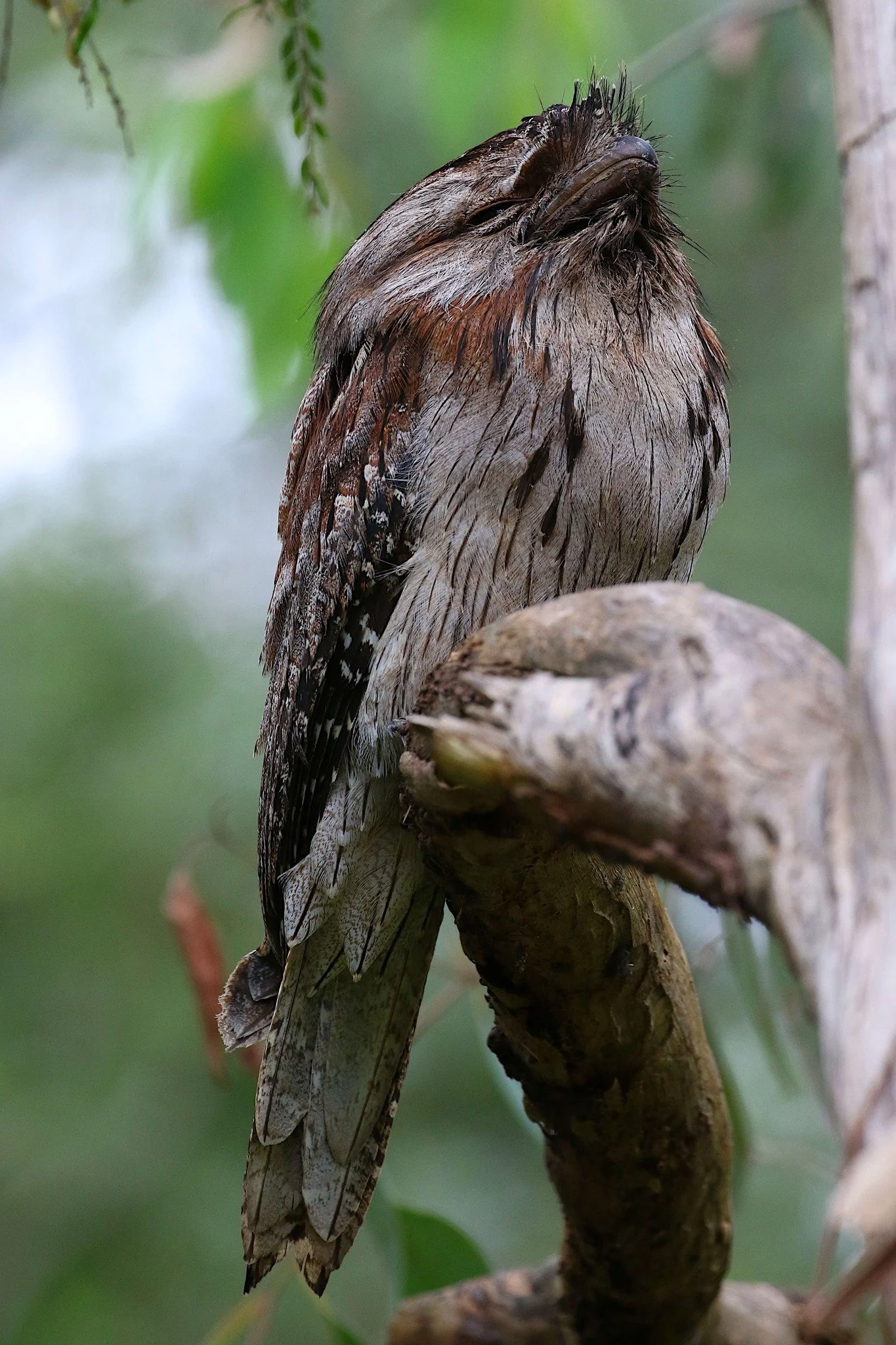 Tawny Frogmouth, photo by: Anon
