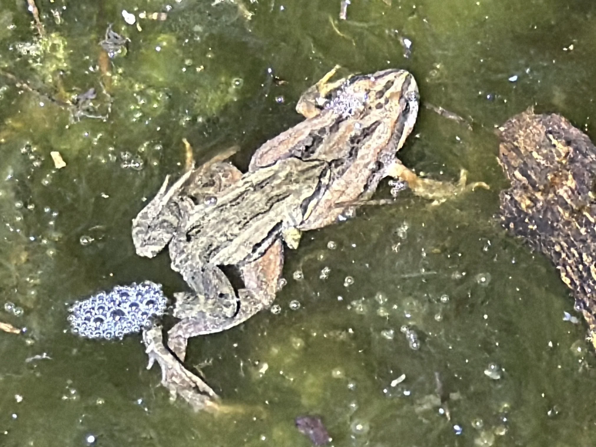 Eastern Common Froglet - Photo by Trish  - July 2026