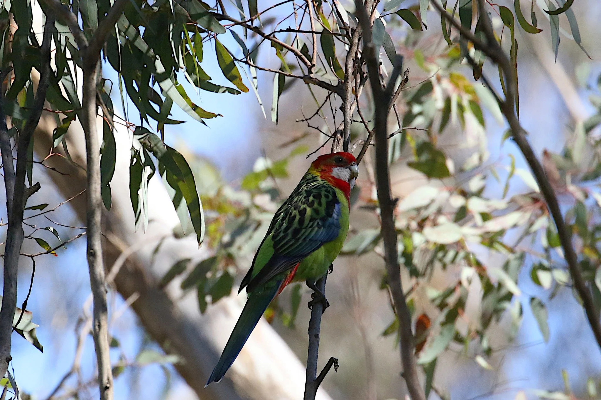 Eastern Rosella, photo by: John H