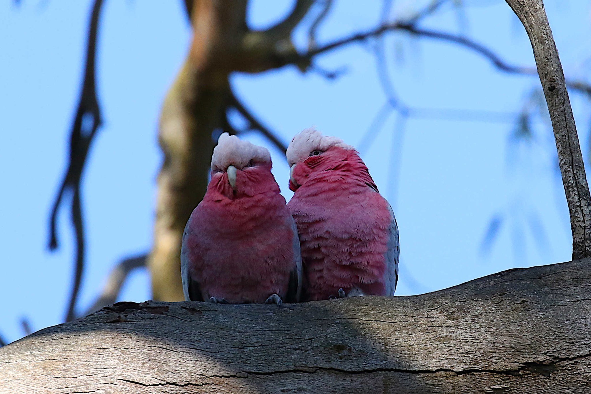 Galah, photo by: John H 