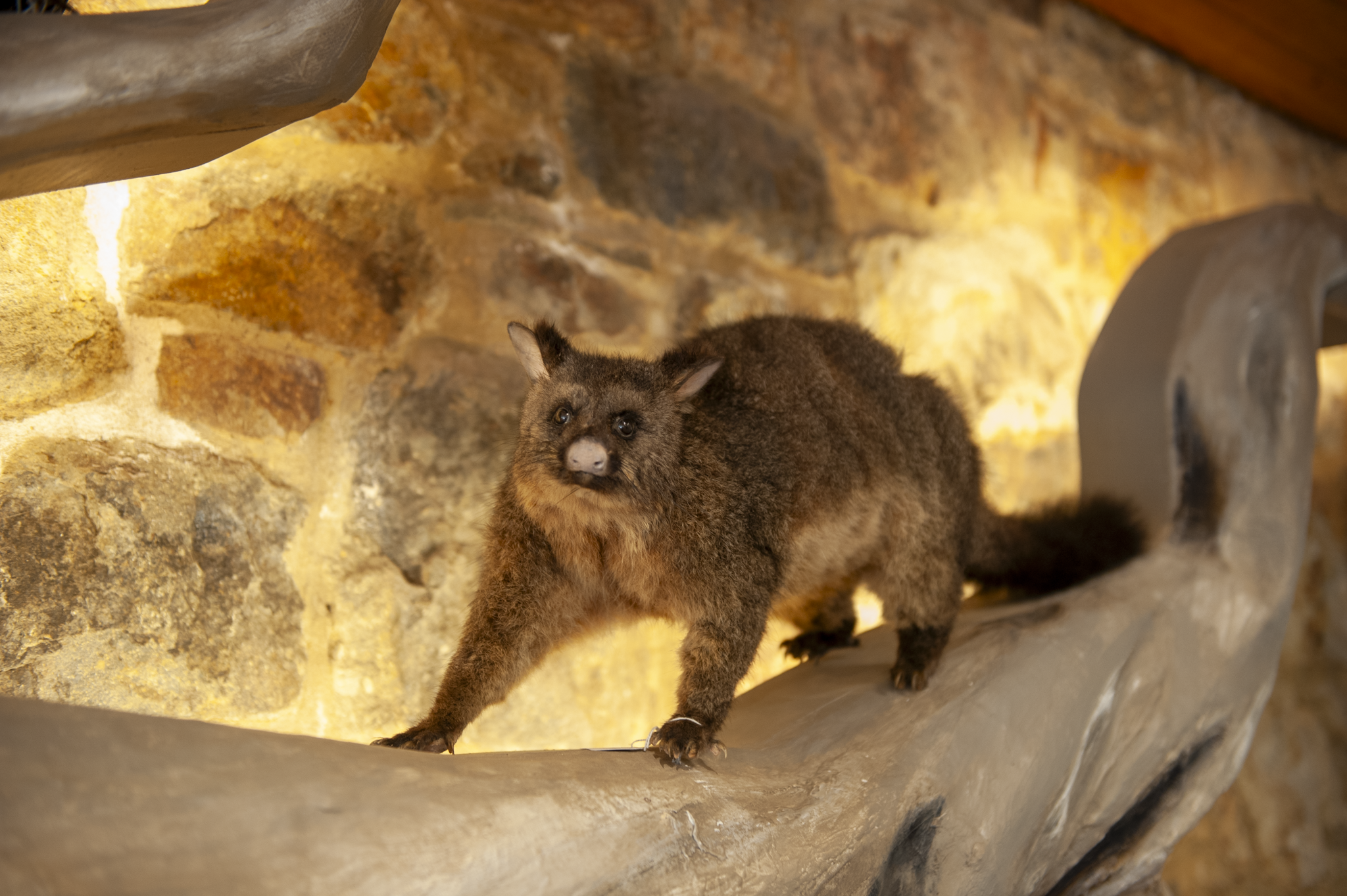A taxidermy or model of a bearcat or binturong placed on a curved piece of wood against a stone wall background.