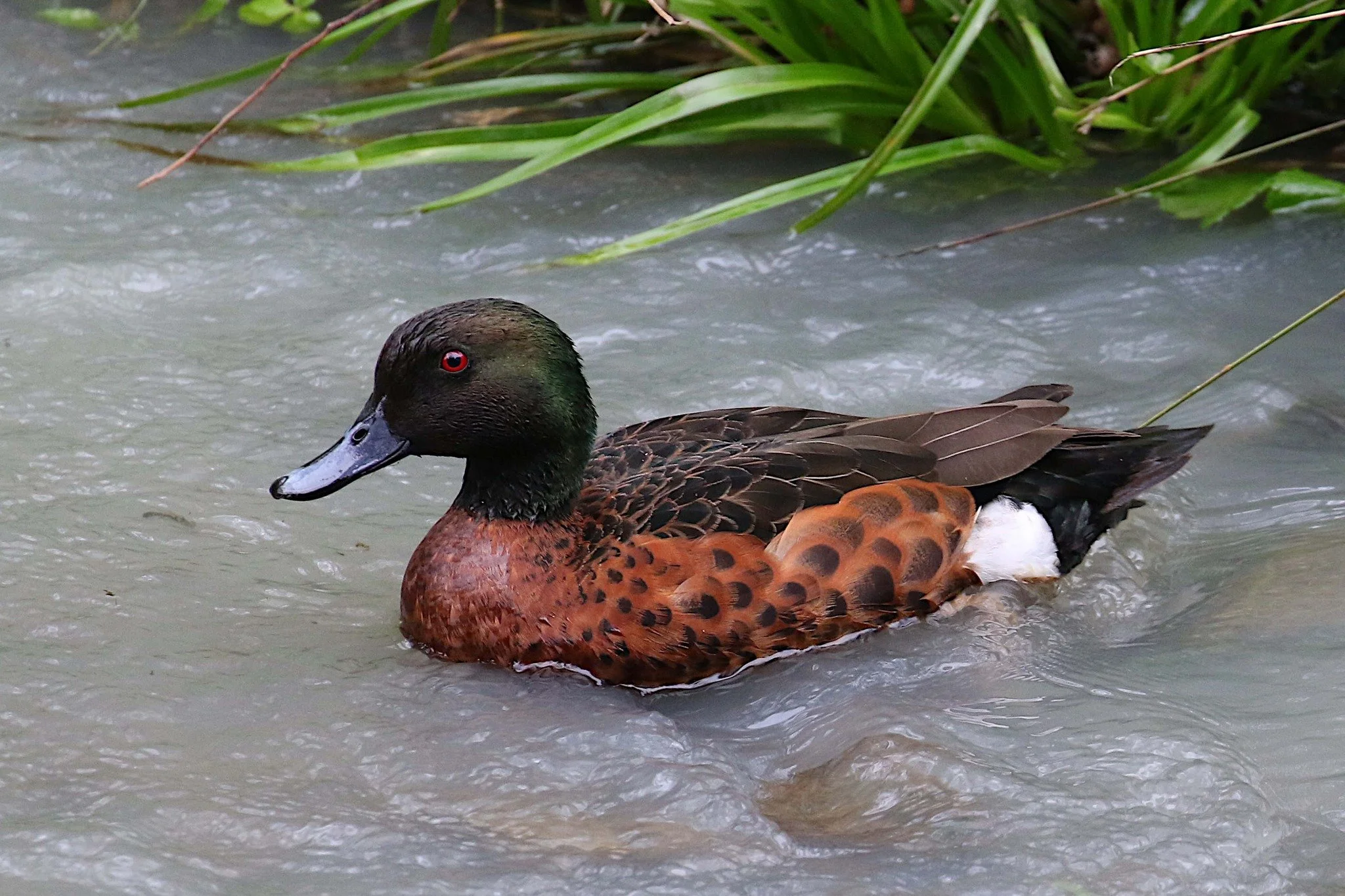 Male Chestnut Teal, photo by: John H