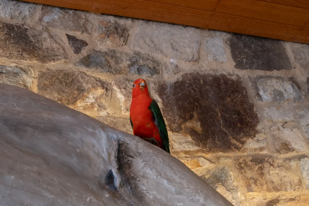 A red and green parrot perched against the stone wall of the information centre.