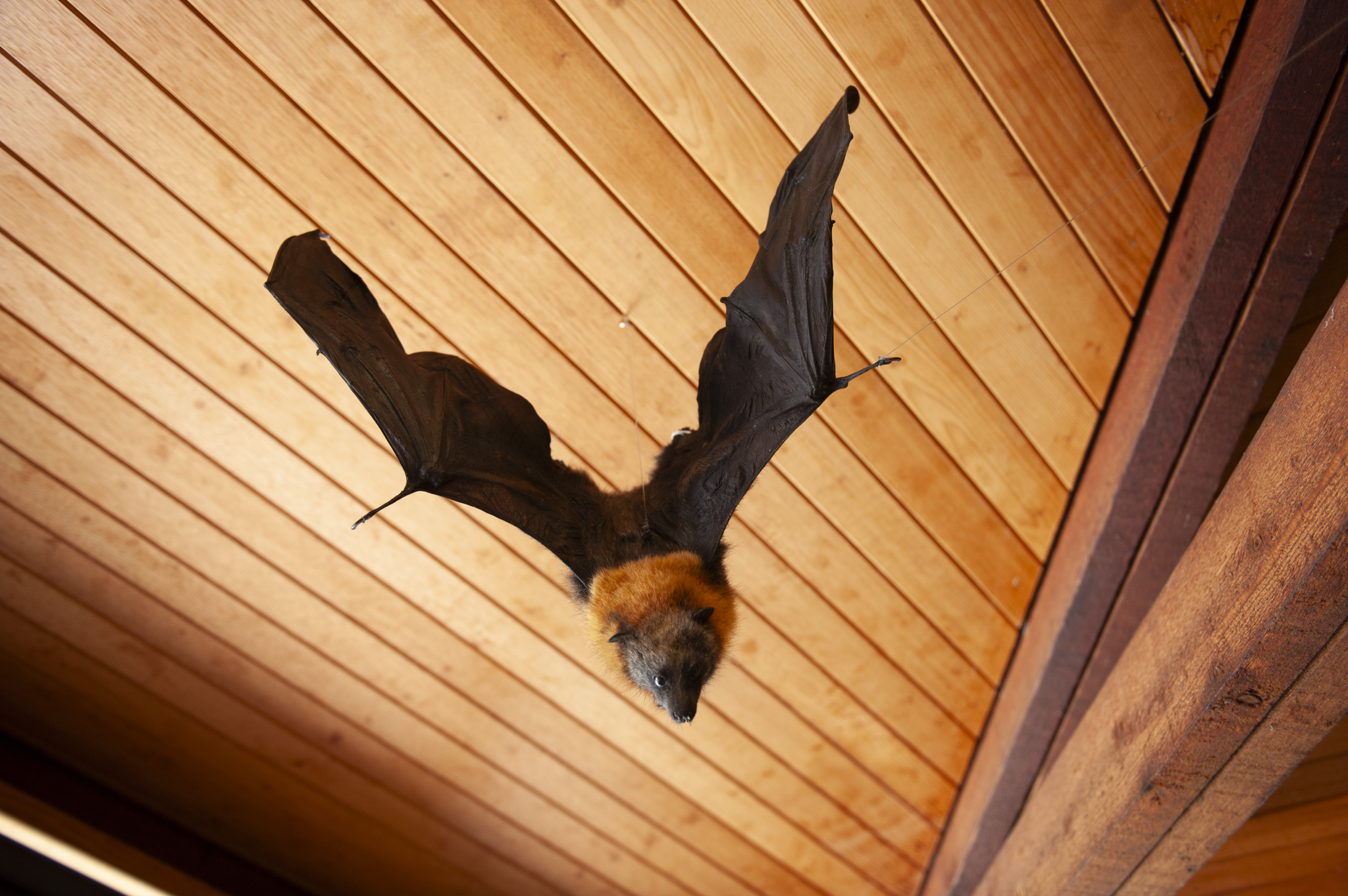 A bat hanging upside down from a wooden ceiling.
