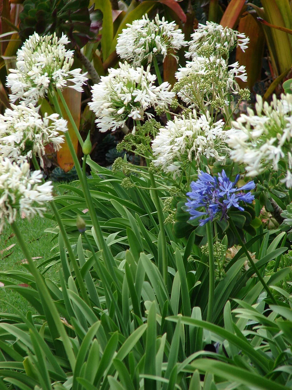 Agapanthus – Agapanthus praecox subsp. orientalis

Spreads by seed and cut root fragments. Deadhead flowers before seeds ripen.