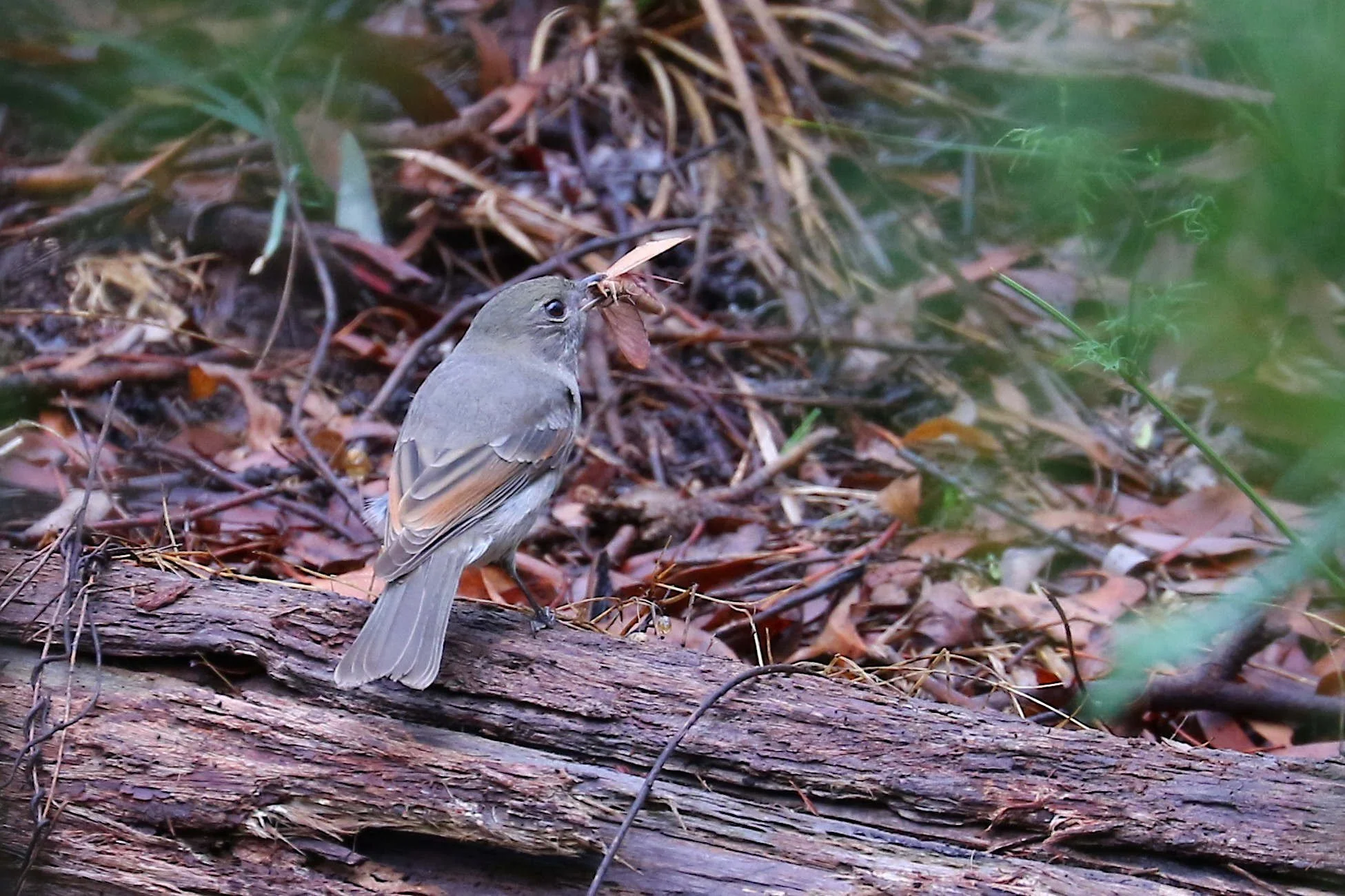 Female Golden Whistler - March 2026