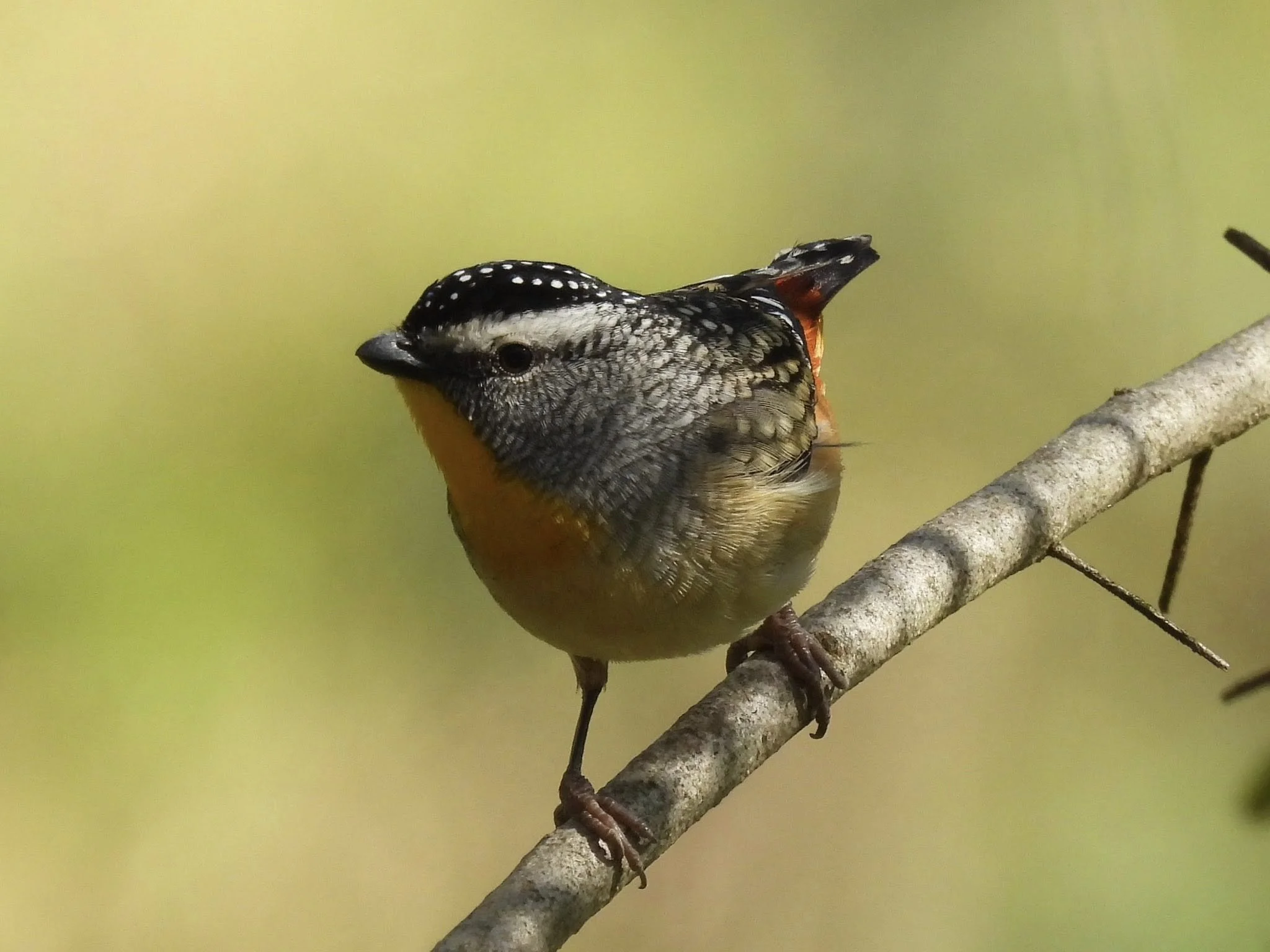 Spotted Pardalote, photo by: Angie M