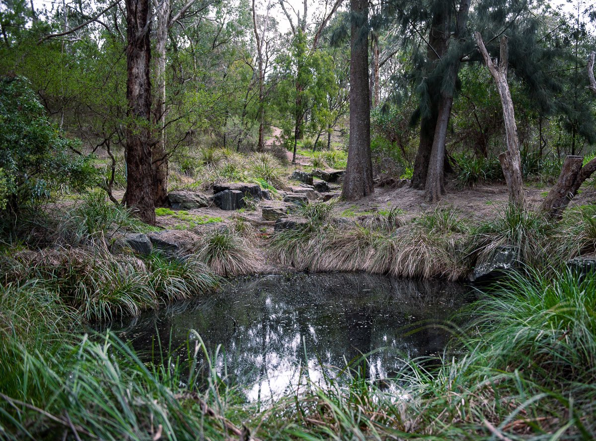 A pond at Yarran Dheran during a blackwater event, showing dark, oxygen-depleted water