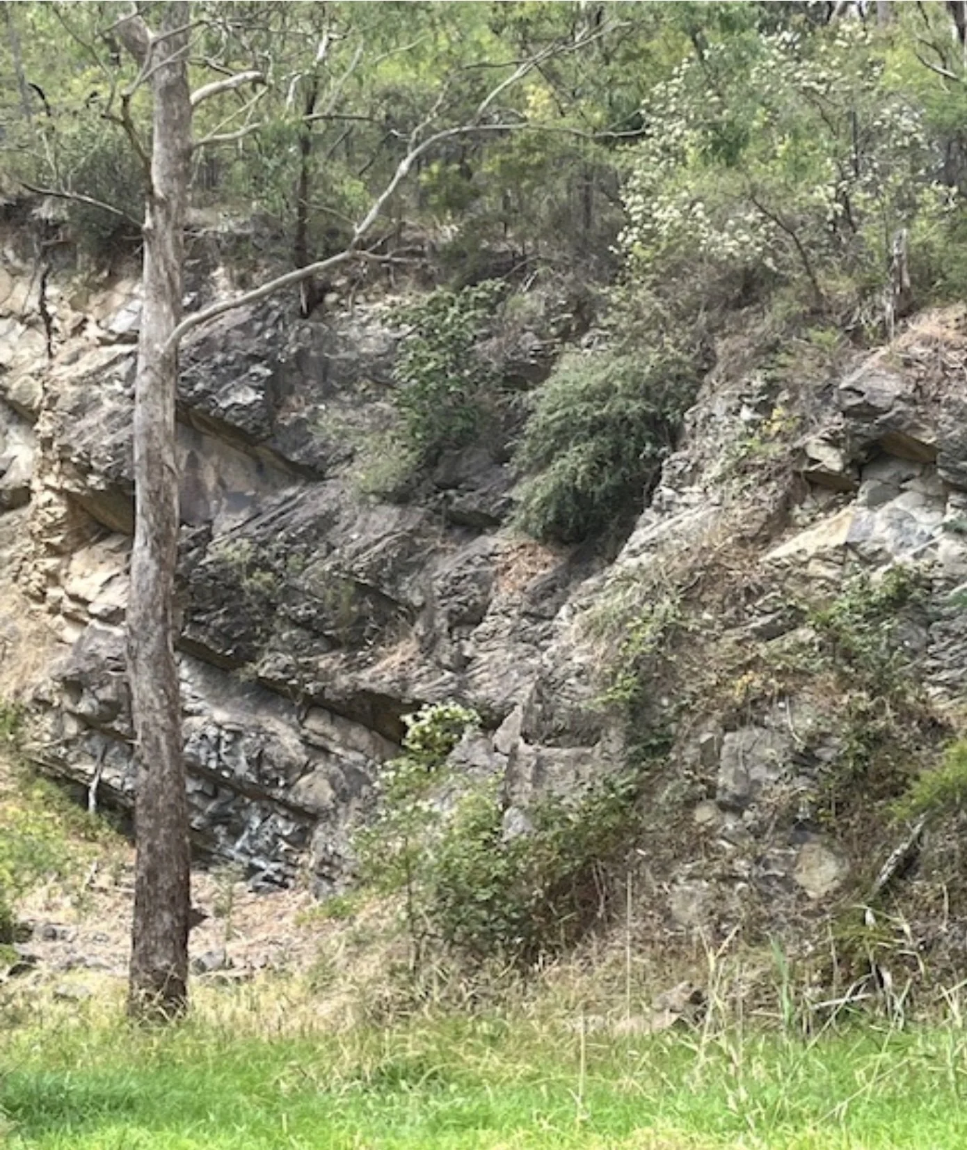 Site of the commercial quarry in Yarran Dheran known to have operated until at least 1893