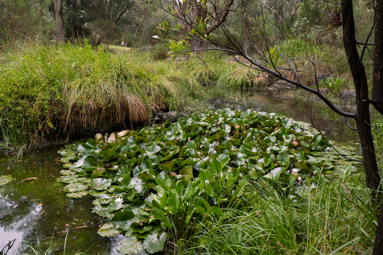 The wetland in December 2023, with healthy water levels