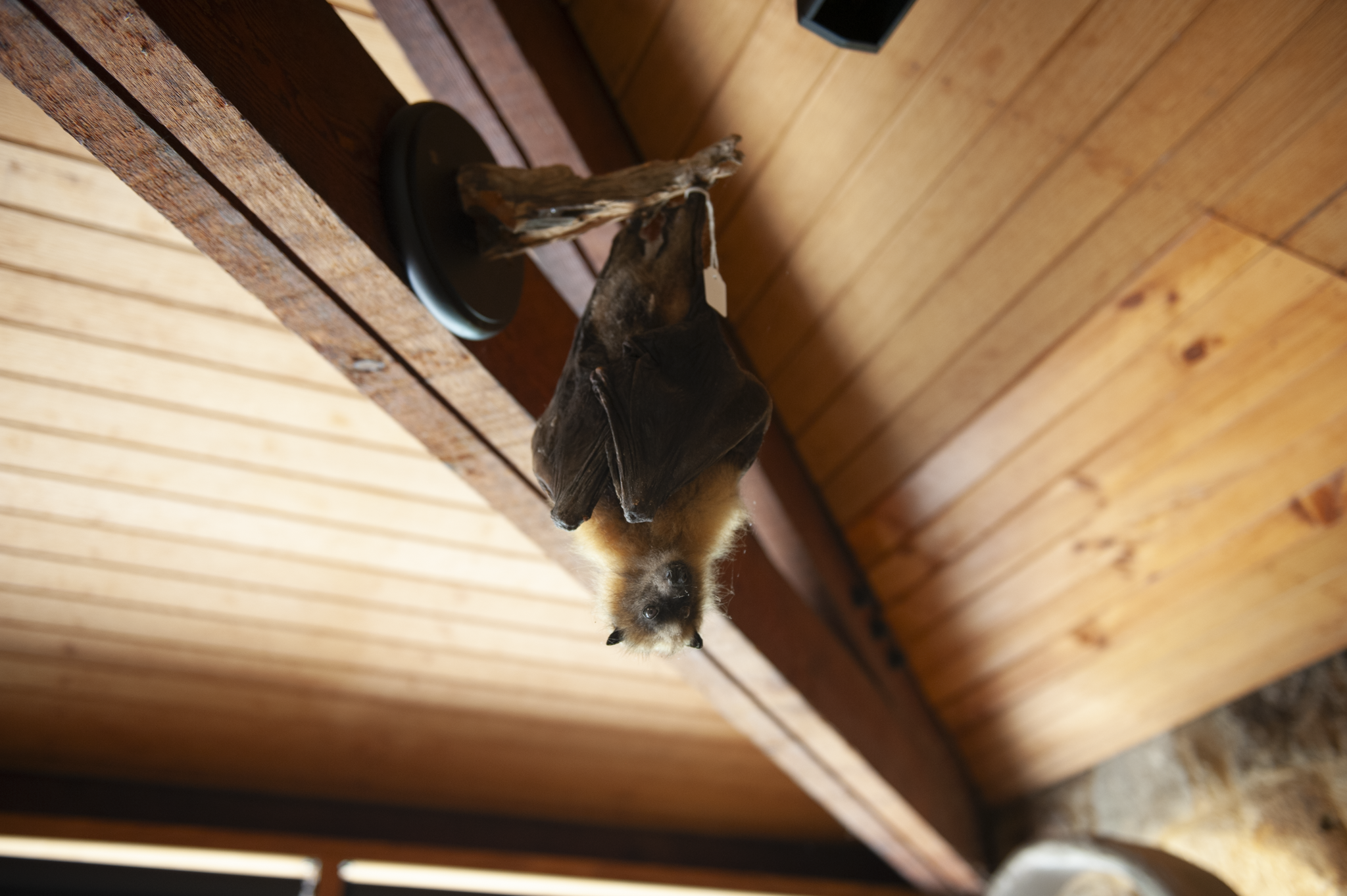 A bat with fur hanging upside down from a wooden ceiling, attached to a bat-shaped ornament, in a wood-paneled room.