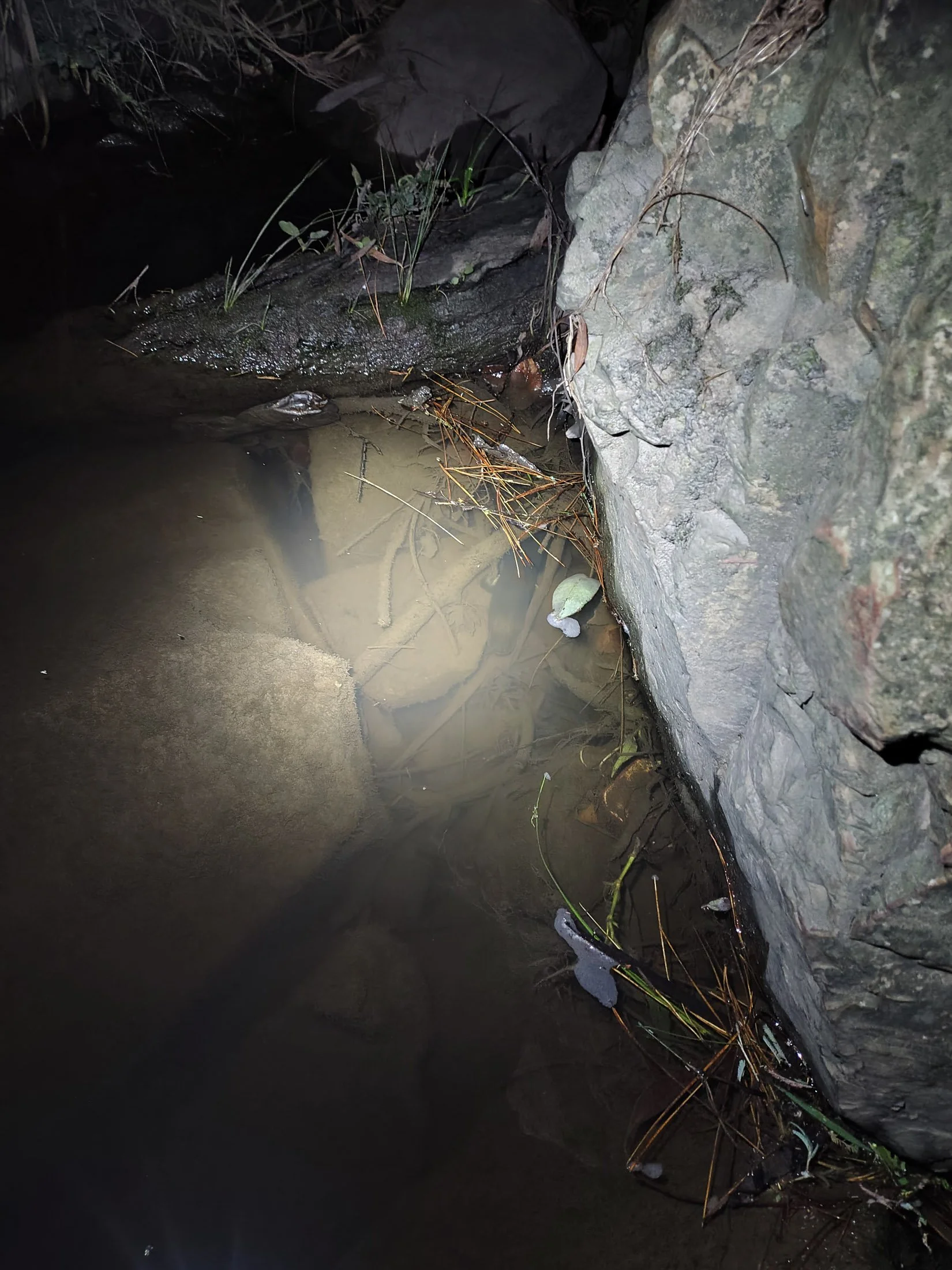 A Short-finned Eel, swimming upstream in the creek near where the path from Wattle Valley Park joins the main Yarran Dheran path. Submitted by Ash - May 2026.