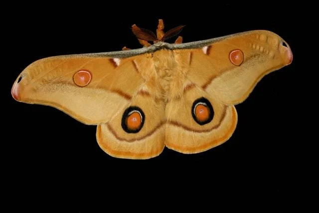 98e4a-emperor-gum-moth.jpg