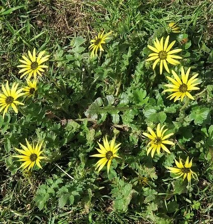 Capeweed – Arctotheca clanedula

Spreads by seed.